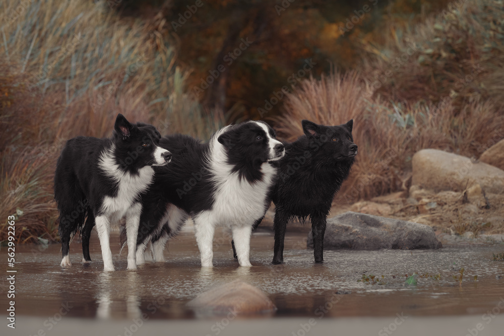 Three border collie dogs in water