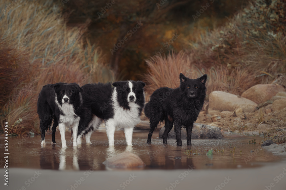 Three border collie dogs in water