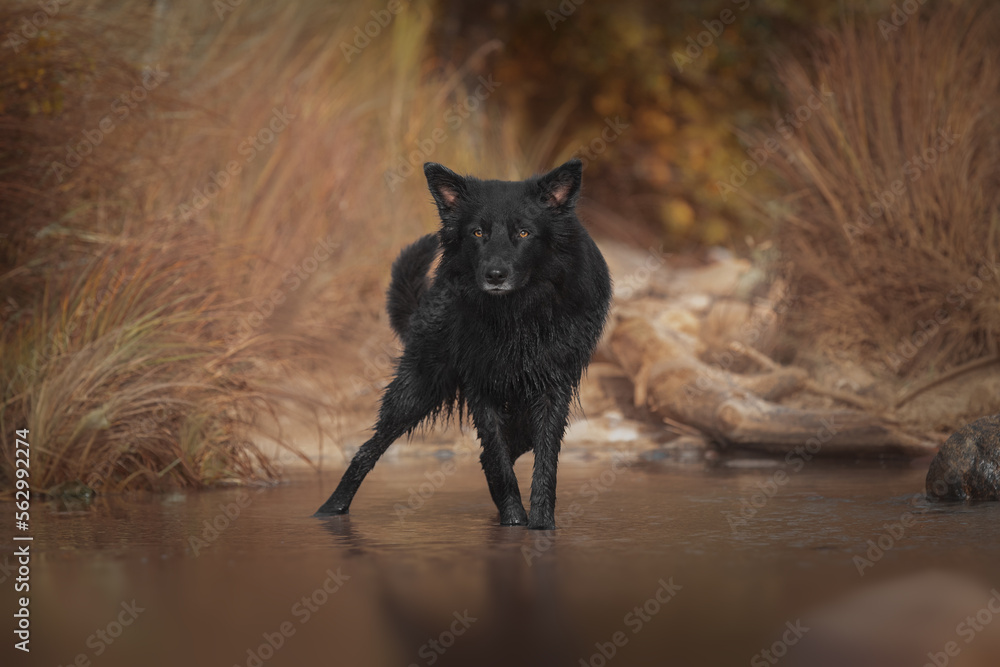 Beautiful black australian shepherd in water