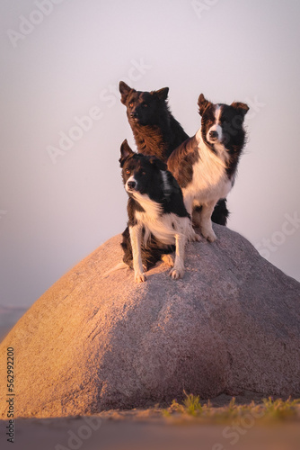 Obraz na płótnie Three border collie dogs sitting one stone w salonie