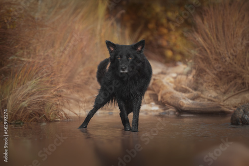 Beautiful black australian shepherd in water