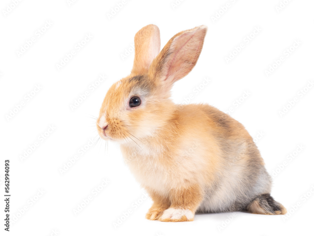 Side view of three colors baby rabbit sitting on white background.