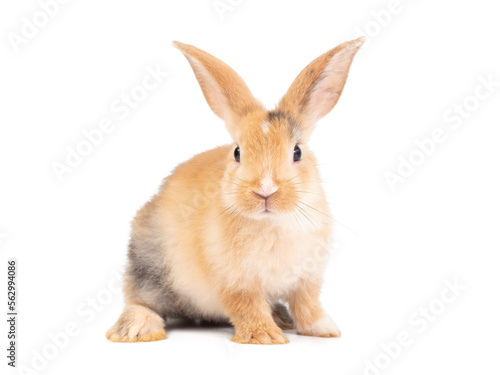 Front view of three color rabbit standing on white background. Lovely action of baby rabbit. © arlee