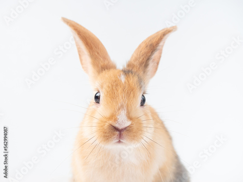 Front view at face of three color rabbit on white background. Close up at face of rabbit.
