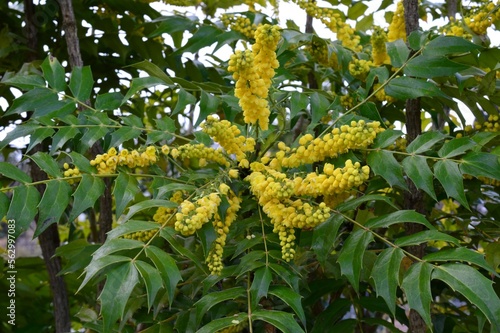 マホニア・メディア　チャリティー