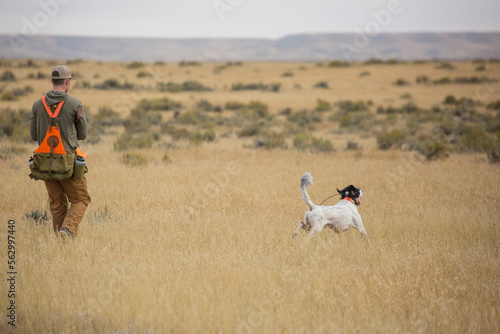 Man upland bird hunting with his dogs in the plains of northeastern Montana.