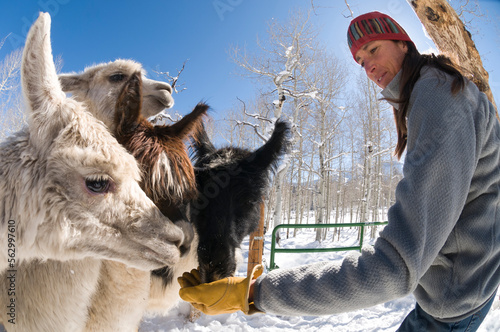 A woman feeding Alpacas outside near Ridgeway, Colorado. photo