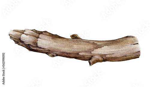 Tree dry branch watercolor illustration. Hand drawn botanical tree stick element. Dry laying timber natural decoration. Beautiful curved big branch element. Tree trunk on white background.