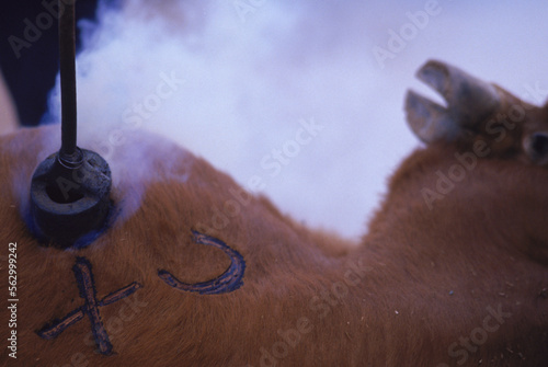 Navajo Rodeo