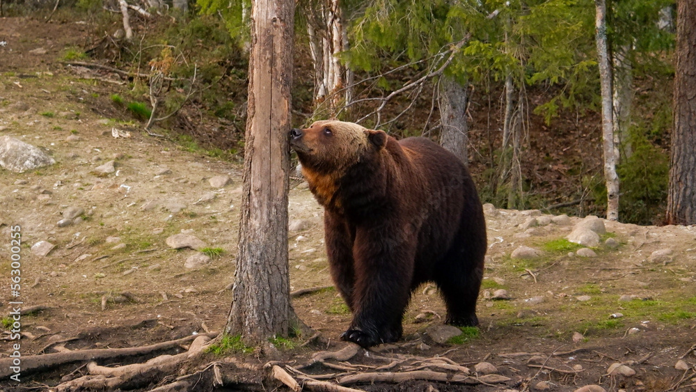 brown bear brown bear