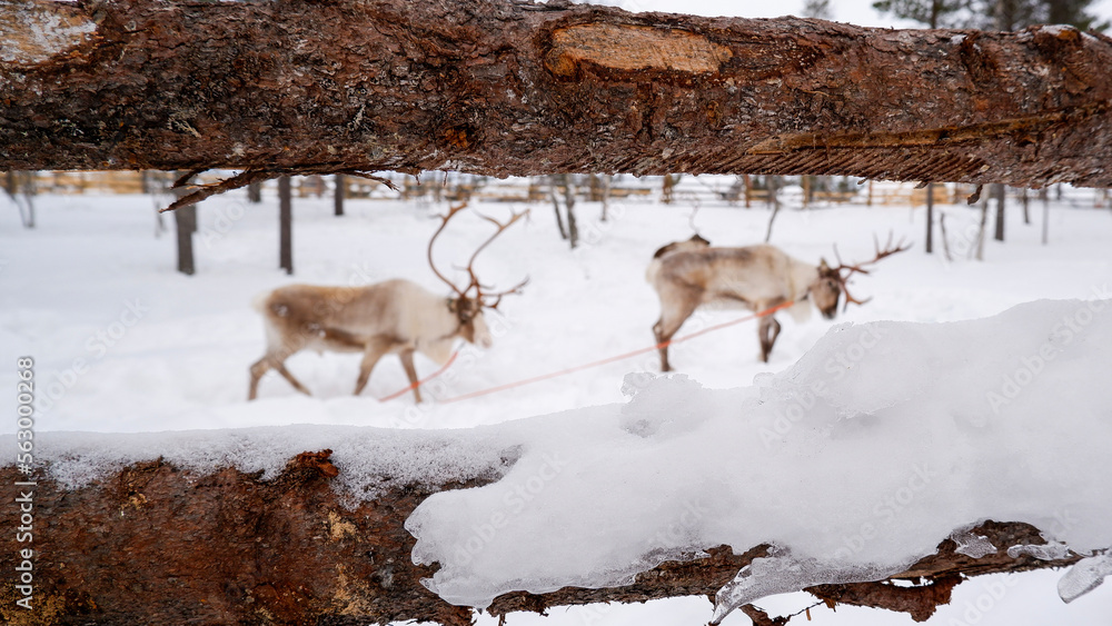 reindeers in the snow reindeers in the snow
