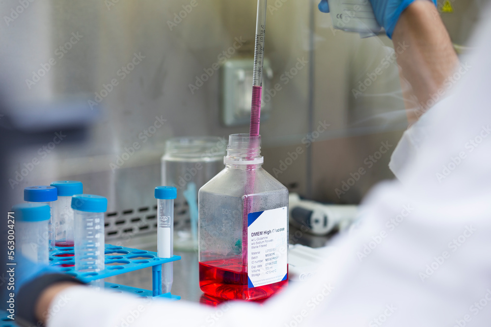 Fototapeta premium Cell culture experiments at safety cabinet