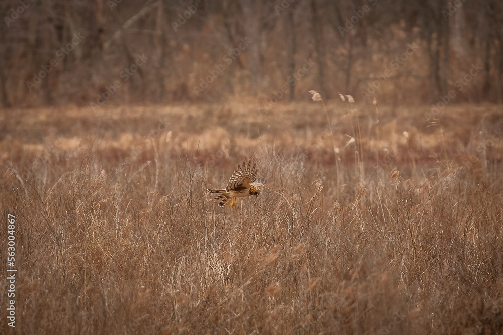 Female Northern Harrier flies over the marsh