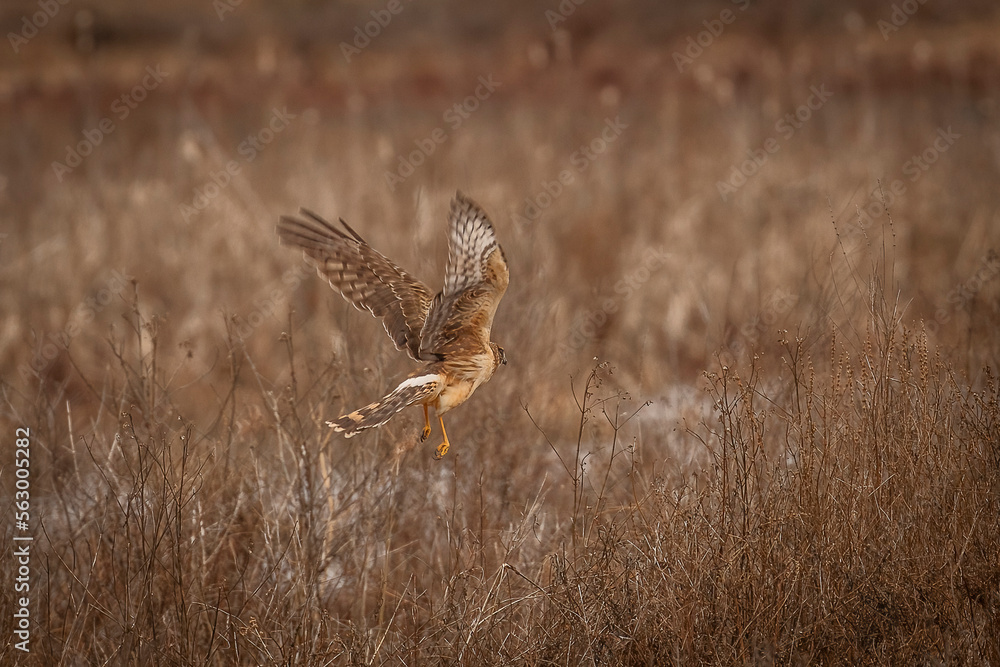 Fototapeta premium Female Northern Harrier flies over the marsh
