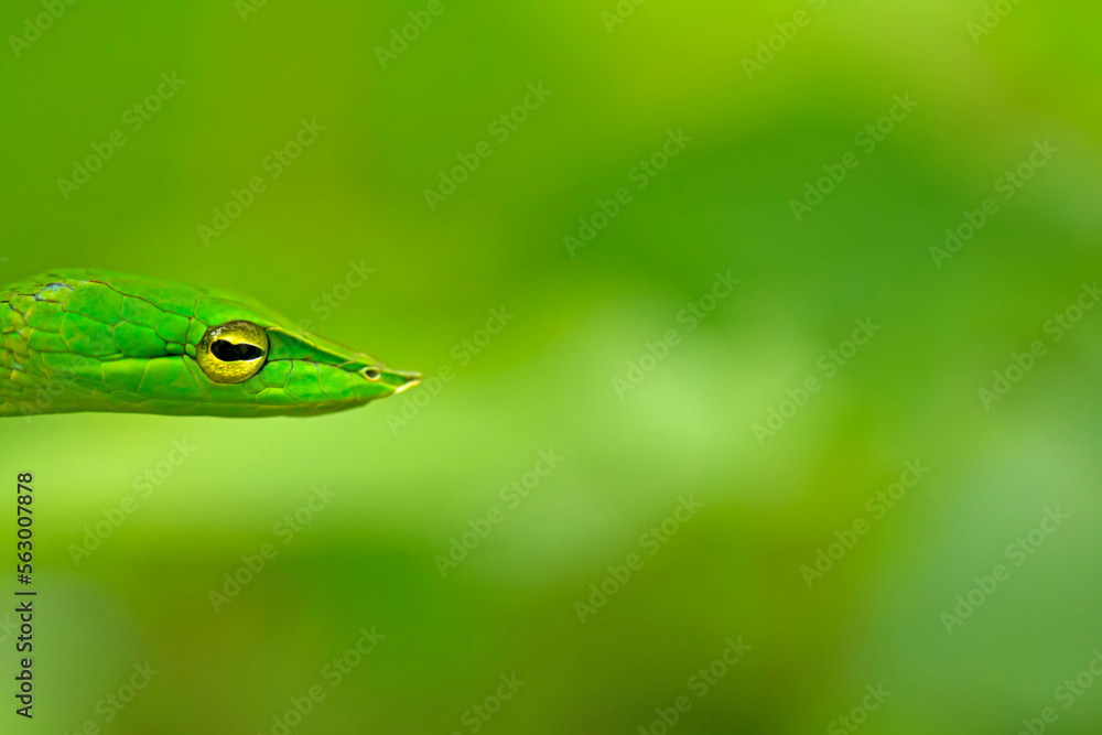 Fototapeta premium The Green Vine snake
