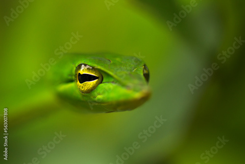 The Green Vine snake