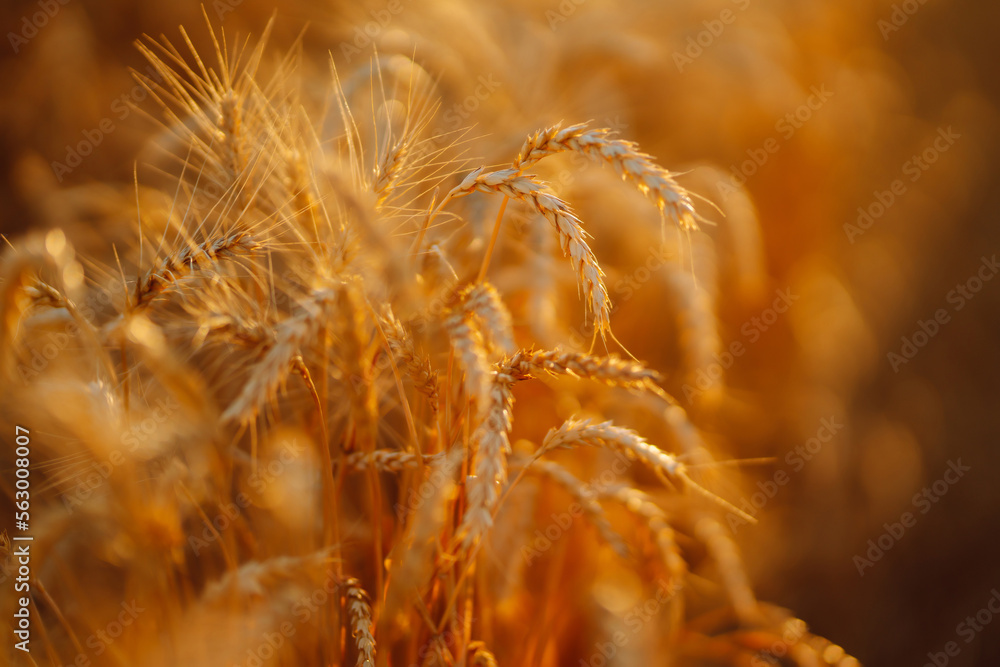 Ears of golden wheat close up at sunset. Growth nature harvest. Agriculture farm. Ears of golden wheat close up at sunset. Growth nature harvest. Agriculture farm.