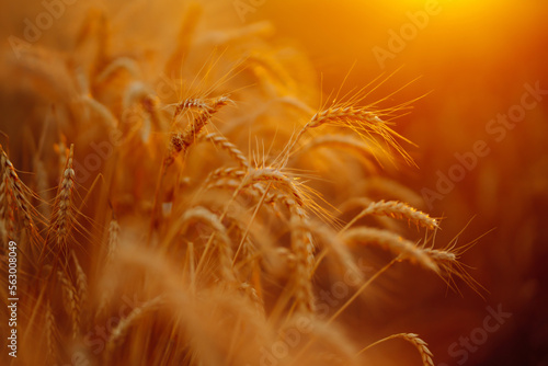 Ears of golden wheat close up at sunset. Growth nature harvest. Agriculture farm.