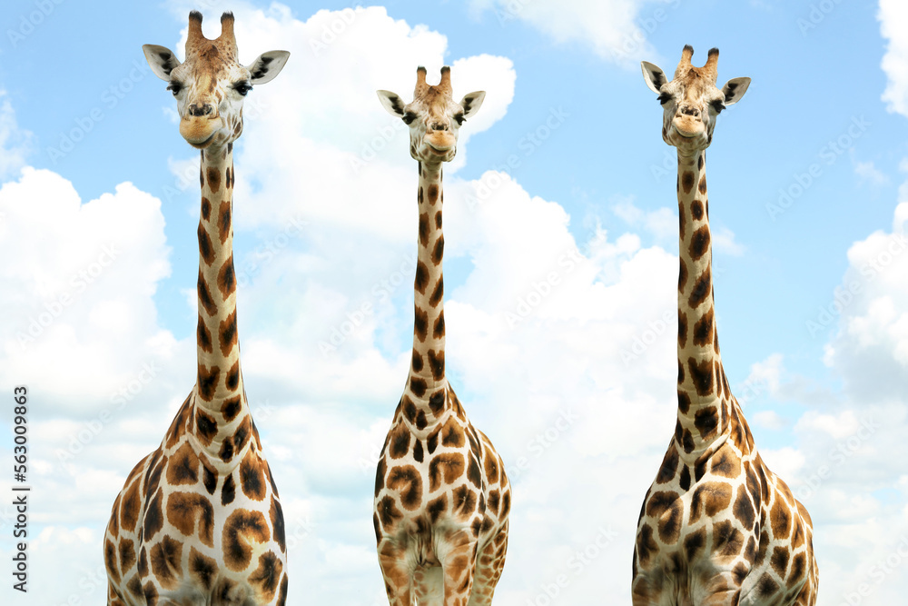Group of cute giraffes against cloudy sky. African fauna Group of cute giraffes against cloudy sky. African fauna