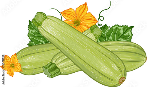 composition with fresh green zucchini with leaves and flowers on a transparent background. botanical realistic squash fruit illustration