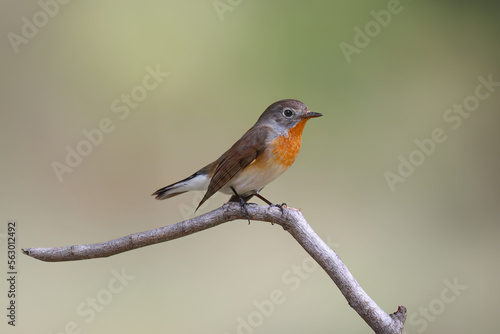 Tableau sur toile Beautiful red-breasted flycatcher (Ficedula parva) on a tree branch on a blurry green background