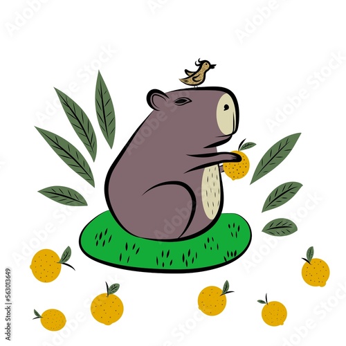 Capybara with oranges. Isolate.