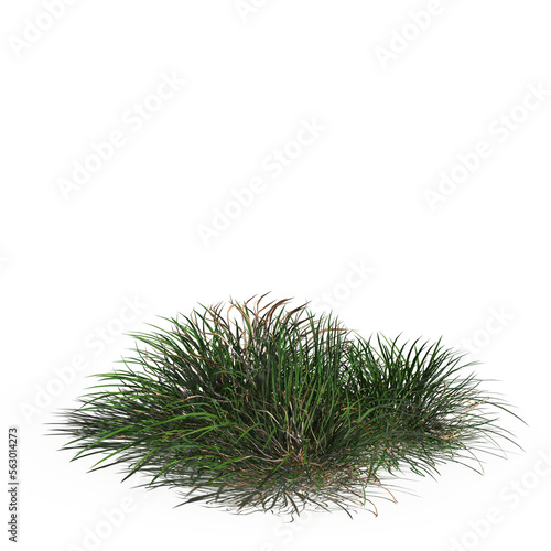 wild field grass with a shadow under it, isolated on a transparent background, 3D illustration, cg render 