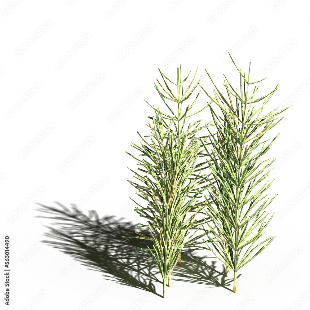 wild field grass with a shadow under it, isolated on a transparent background, 3D illustration, cg render
wild field grass with a shadow under it, isolated on a transparent background, 3D illustration, cg render