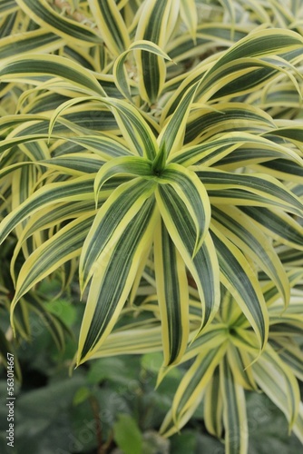 green tropical plant with lots of leaves