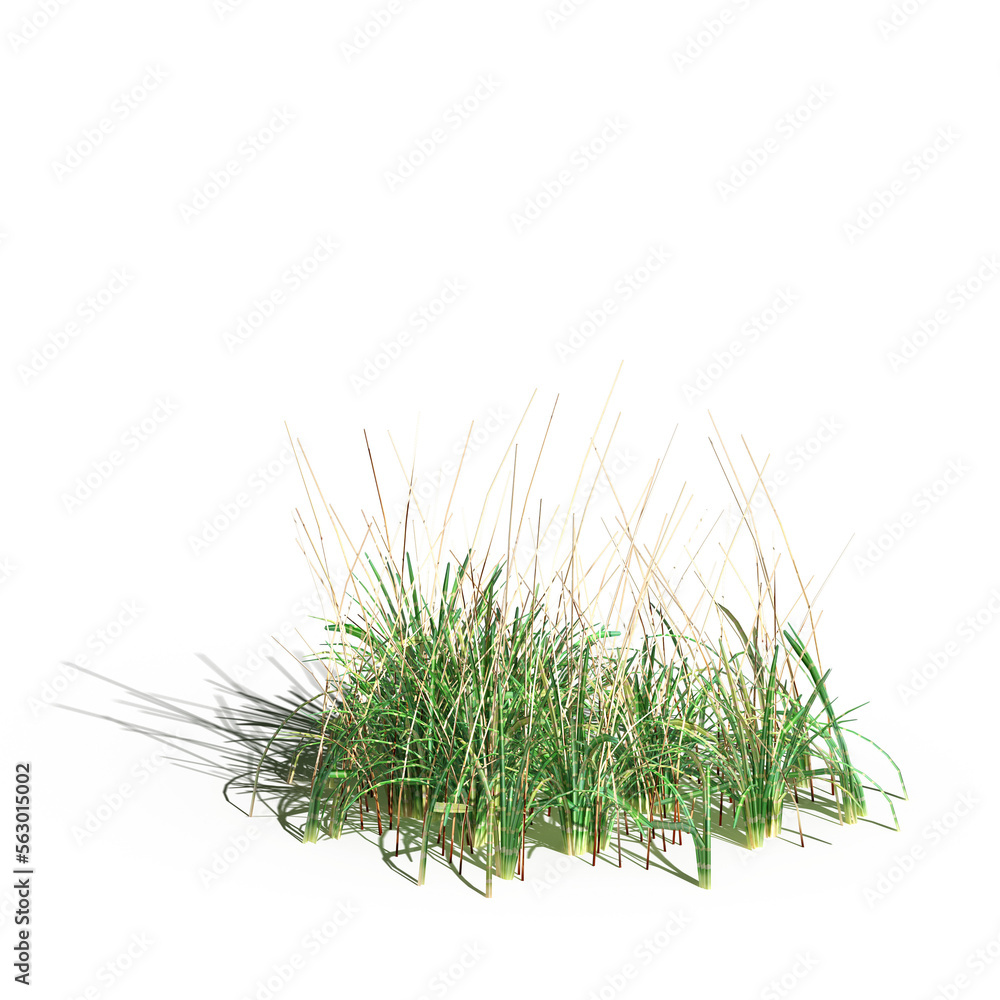 wild field grass with a shadow under it, isolated on a transparent background, 3D illustration, cg render
wild field grass with a shadow under it, isolated on a transparent background, 3D illustration, cg render