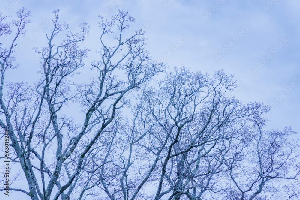 モノトーンが綺麗な曇り空と葉の落ちた木