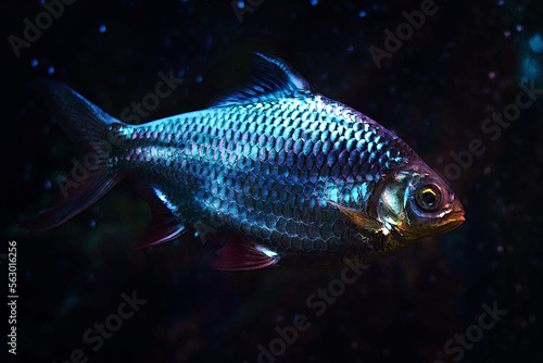 Illustration aquarium fish red pacu on a dark blue background