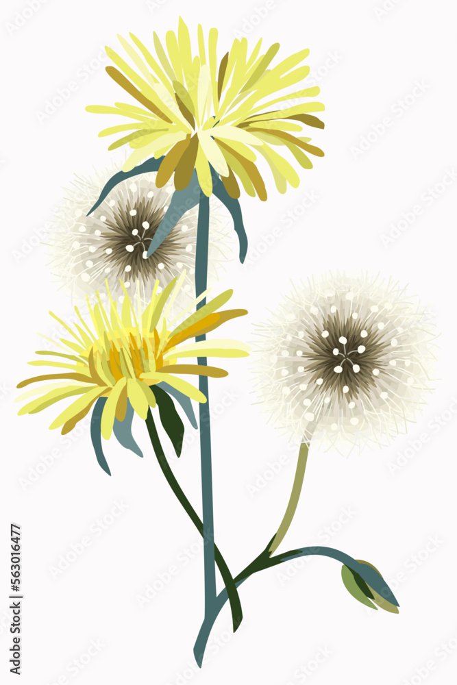 Obraz premium Bouquet of dandelions isolated on white background. Vector decorative floral illustration.