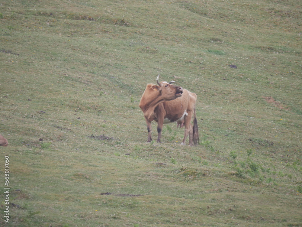 Fototapeta premium Kuh auf der Wiese