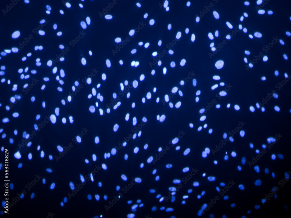 cell culture at the laboratory cell culture at the laboratory
