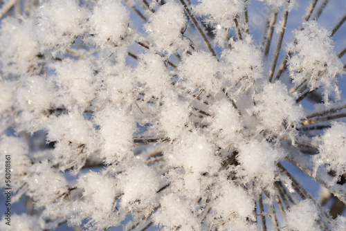 Winter landscape.Winter scene .Frozenned flower. selective focus