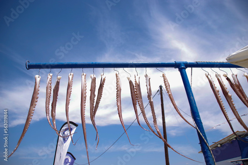 Octapus legs left in the sun to dry on the beach