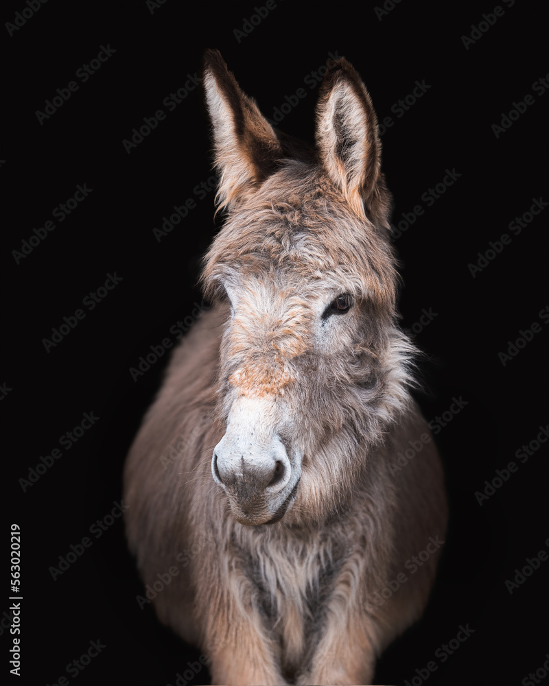 Fototapeta premium Portrait of Donkey in Studio