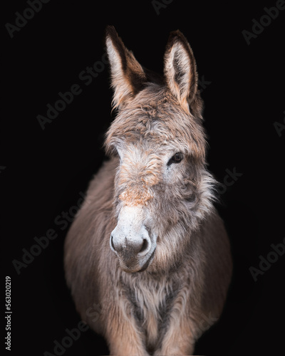 Canvas Print Portrait of Donkey in Studio