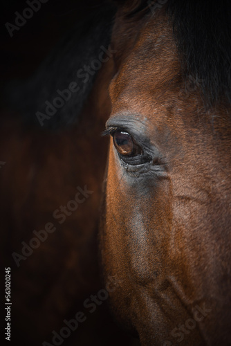 Closeup of Horse Eye