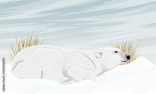 A large polar bear lies on the snow. Arctic and Arctic Circle. Permafrost. Realistic vector landscape