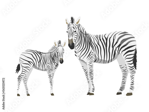 African zebra and its cub. Animals of Africa. Plains zebra Equus quagga or common zebra. Vector realistic animal