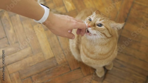 Top view on ginger cat sitting on wooden parquet floor. Fluffy curious pet sniffs and bites woman's hand.