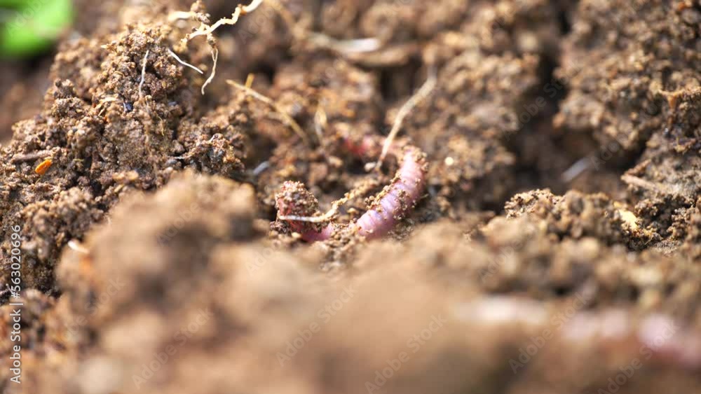 Red Worm wiggling in freshly turned soil compost, vermiculture, close up Red Worm wiggling in freshly turned soil compost, vermiculture, close up