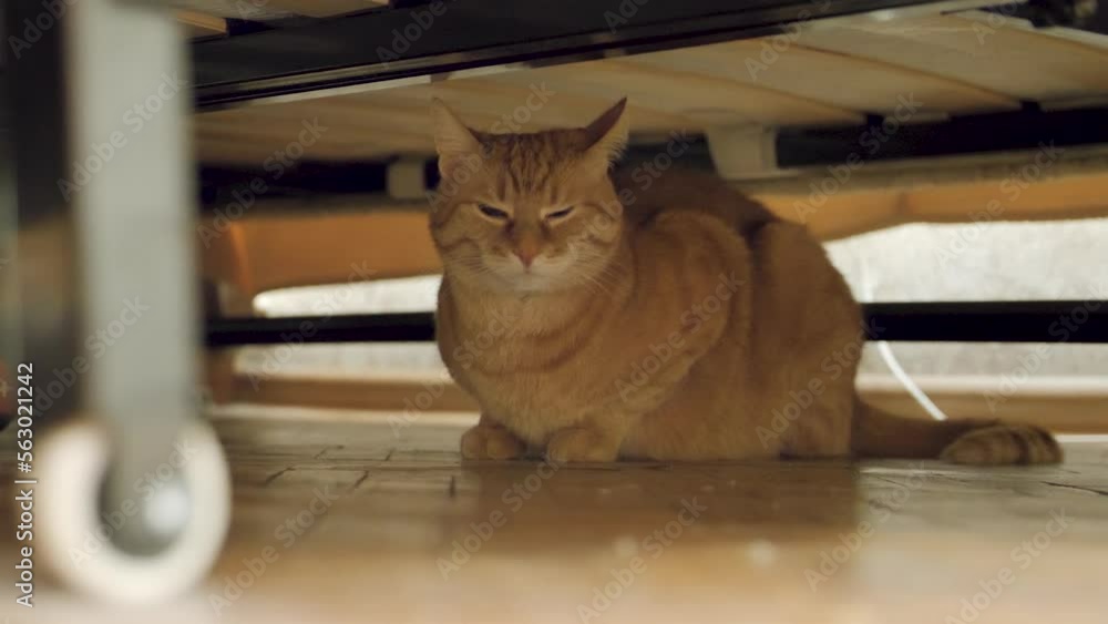 Scared ginger cat is hiding under couch. Frightened pet stares