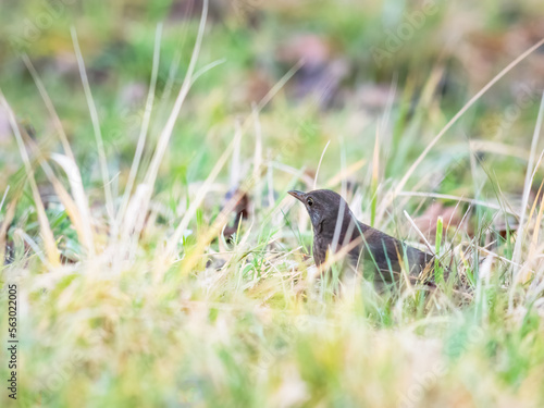 Female common blackbird green background © Ewald Fröch
