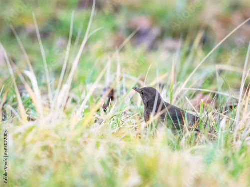  Female common blackbird green background