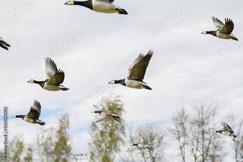 flock of medium-sized white-cheeked waterfowl Barnacle Geese in sky