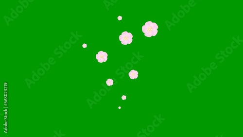 Animated pink beautiful flowers fly from bottom to top. A fountain of flying sakuras flowers. Looped video. Concept of spring. Vector illustration isolated on the green background. photo