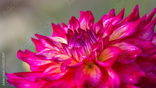 Pink Dahlia